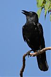 Torresian Crow